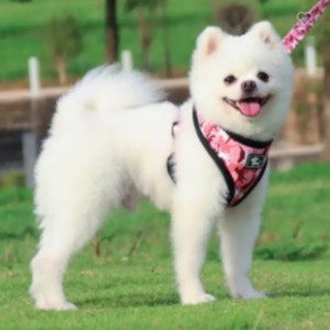 Custom Luxury Puppy Leash Collar Adjustable Pet Poop Bag Bandana Reversible and Breathable Neoprene Dog Harness Sets